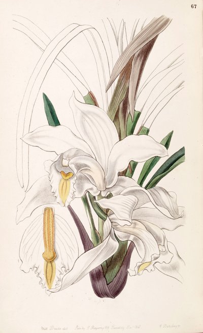 Cymbidium eburneum - Miss Drake